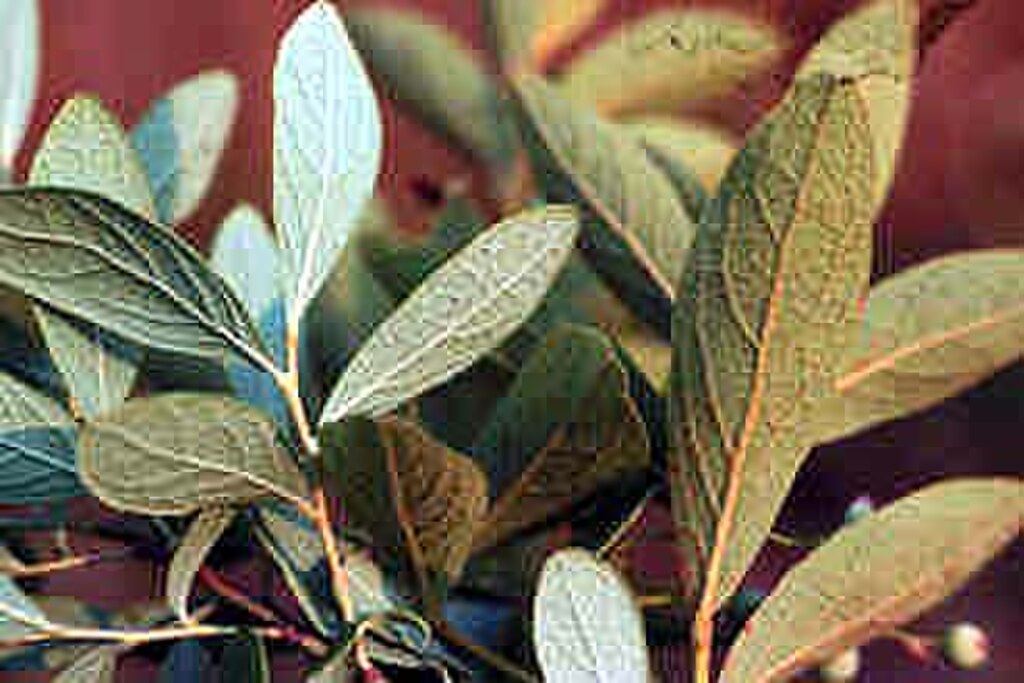 植物与时尚的和谐共生，展现自然之美