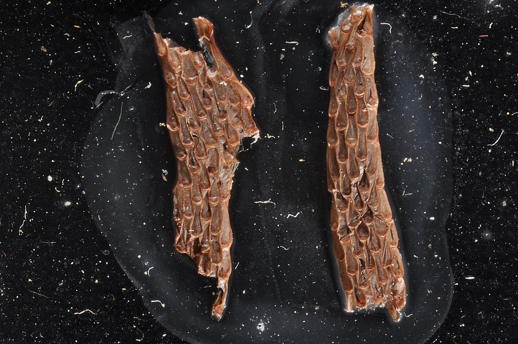 昆虫翅膀纹理标本