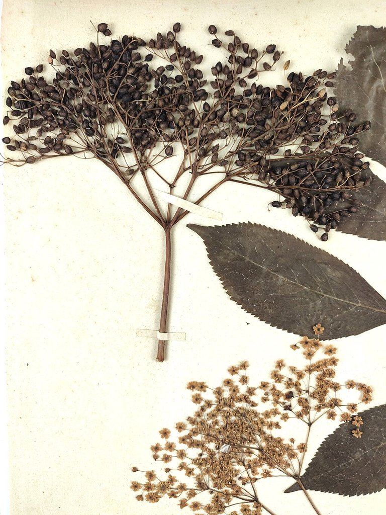 天然植物染料素材