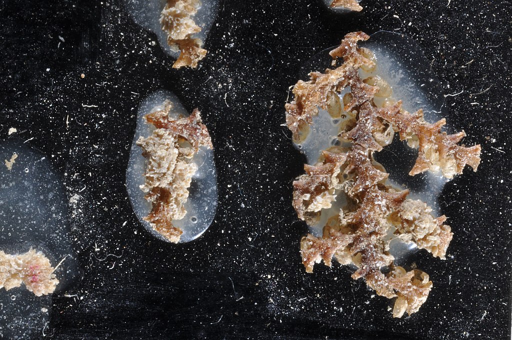 生物标本网状结构