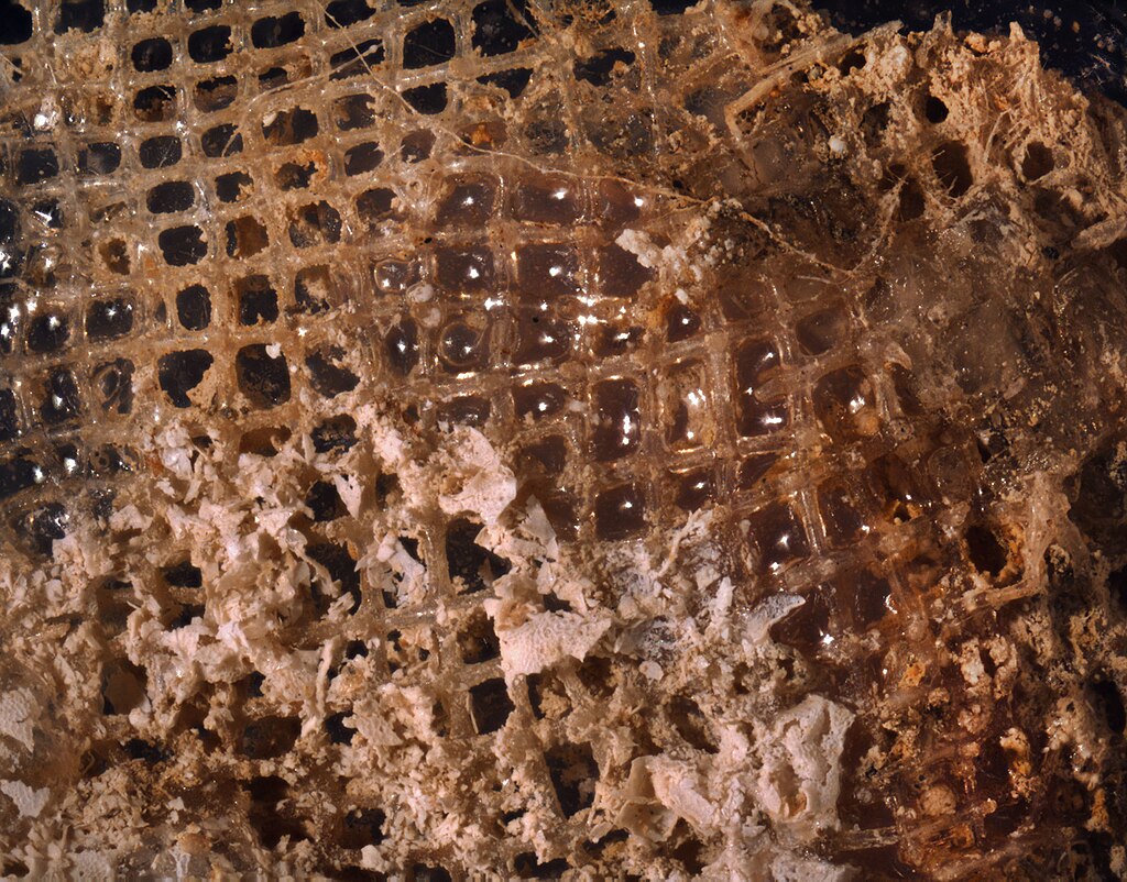 生物标本微观结构