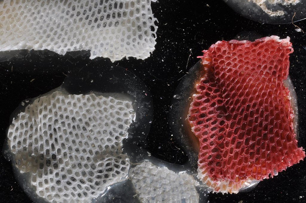 生物网状结构特写