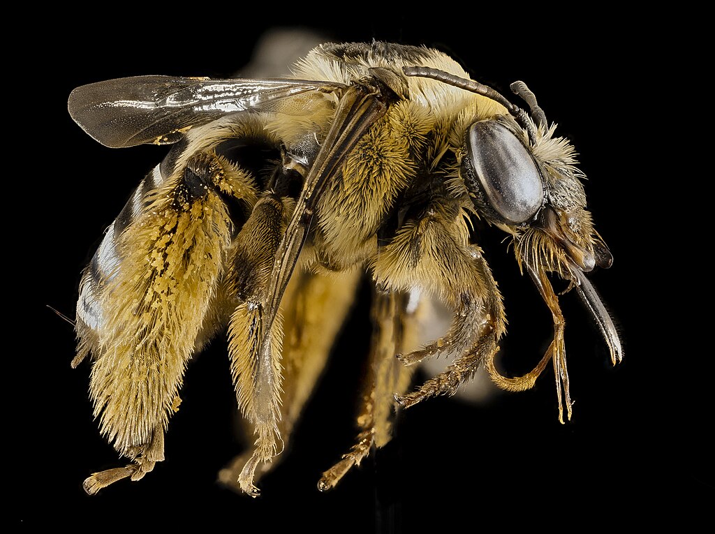 衬衫下摆工艺细节