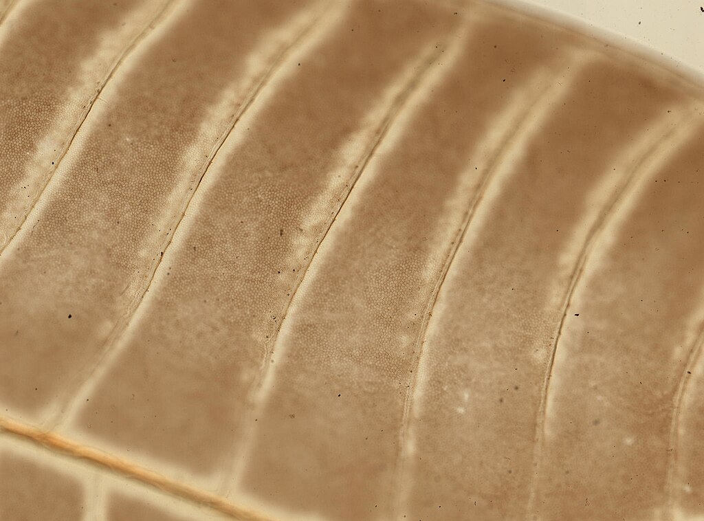 显微镜下纤维结构