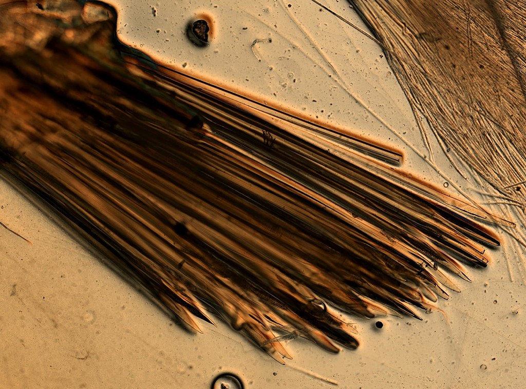 菠萝皮革显微摄影：纤毛结构与细节