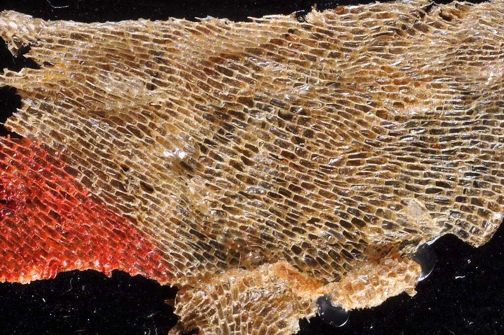 微观生物膜结构