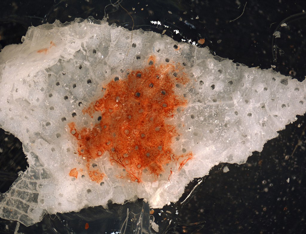 温变材料水母状结构