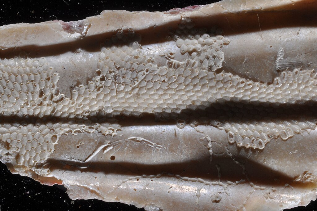 生物基面料特写，展现自然纤维的现代应用